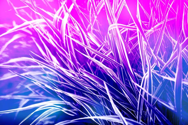 Neon colorido plantas grama fundo natural — Fotografia de Stock