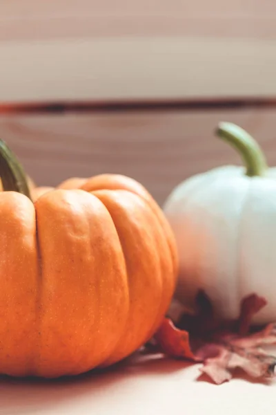 Herfst oranje en witte pompoenen — Stockfoto
