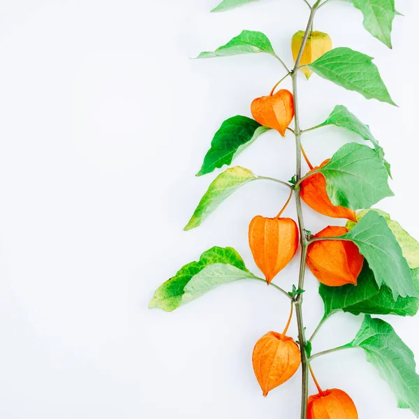 Flor Naranja de physalis alkekengi aislada —  Fotos de Stock