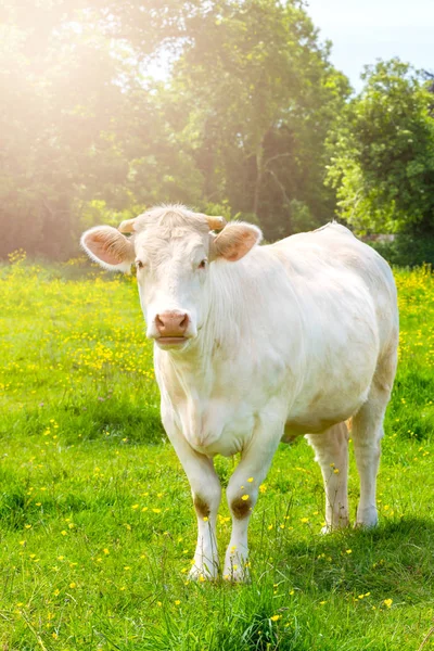 Bílá kráva na zelené louce — Stock fotografie