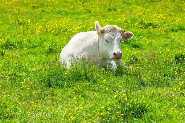 Vaca branca no prado verde — Fotografia de Stock