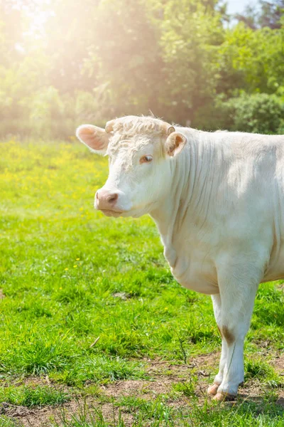 Белая корова на зеленом лугу — стоковое фото