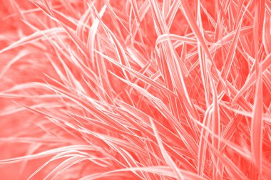 Mercan renkli çim bitkiler doğal arka plan