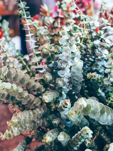 Bella decorazione ramo di eucalipto — Foto Stock