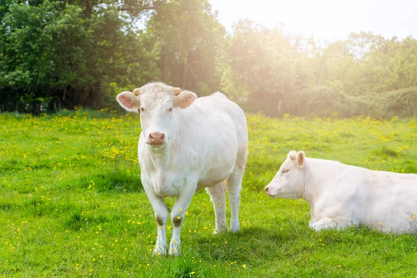 Stádo bílých krav na zelené louce — Stock fotografie
