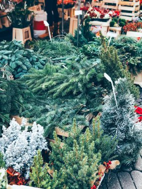 Güzel yeşil Noel ağacı dalları