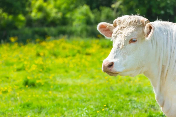 Vaca branca no prado verde — Fotografia de Stock
