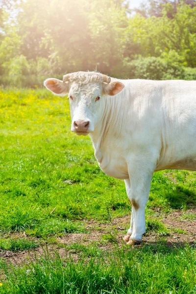 Vache blanche au pré vert — Photo