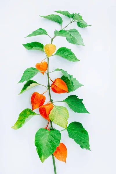 Апельсиновый цветок физиалиса алкекенги изолирован — стоковое фото
