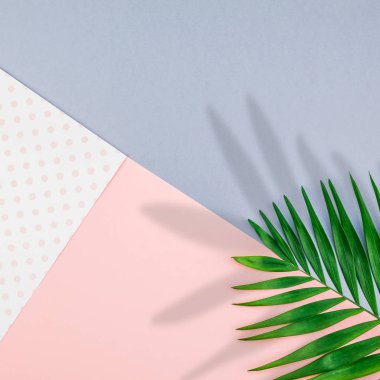 Renk kağıt arka plan üzerinde tropikal palmiye yaprakları