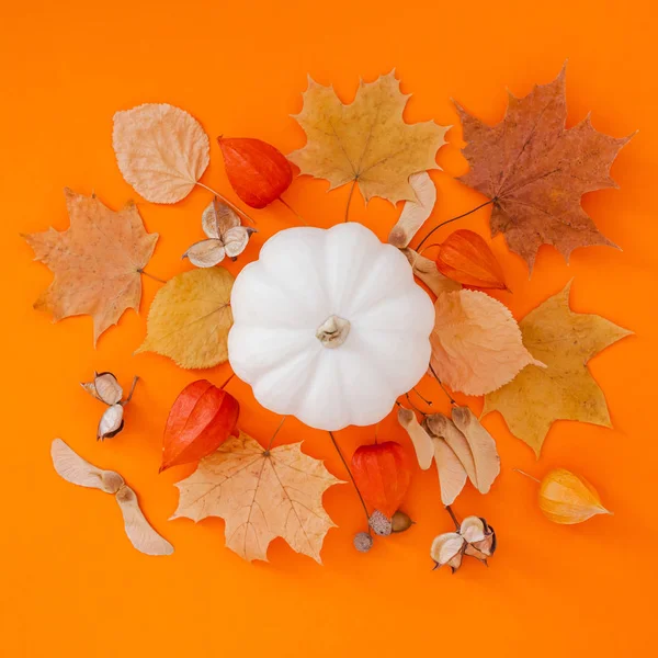 Podzimní ploché složení s bílou dýní — Stock fotografie
