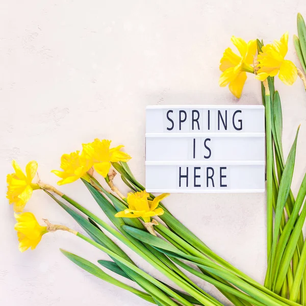 Gelbe Narzissen Frühlingsblumen auf rosa Hintergrund — Stockfoto