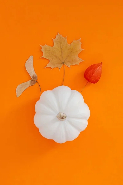 Осенняя плоская композиция с белой тыквой — стоковое фото