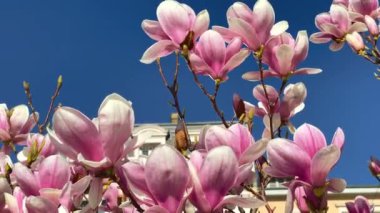 Pembe manolya çiçekleri Fransa 'nın Lyon caddesinde güneş ışığıyla açan ağaç dalları. Video 4K 