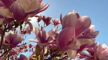 Pembe manolya çiçekleri Fransa 'nın Lyon caddesinde güneş ışığıyla açan ağaç dalları. Video 4K 