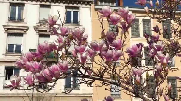 Pink Magnolia Flowers Blooming Tree Branches Sunlight Lyon France Street — Stock Video