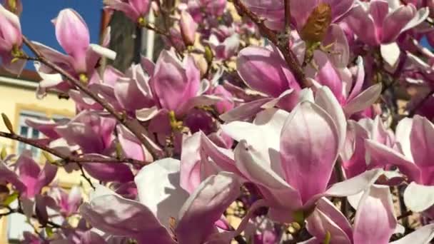 フランスのリヨン通りには 陽射しを受けてピンクのマグノリアの花が木の枝を咲かせます ビデオ — ストック動画