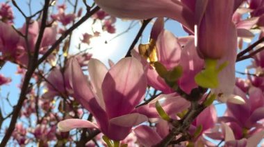 Pembe manolya çiçekleri Fransa 'nın Lyon caddesinde güneş ışığıyla açan ağaç dalları. Video 4K 