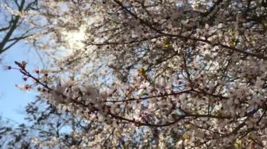 Güzel pembe çiçekler açan ağaç dalları ve bahar videosunda güneş ışığı.