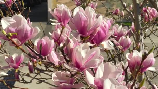 Pink Magnolia Flowers Blooming Tree Branches Sunlight Lyon France Street — Stock Video