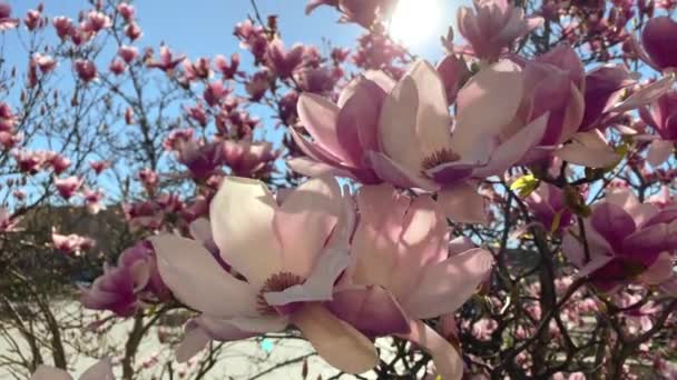Różowe Kwiaty Magnolii Kwitnące Gałęzie Drzew Światłem Słonecznym Lyonie Francja — Wideo stockowe