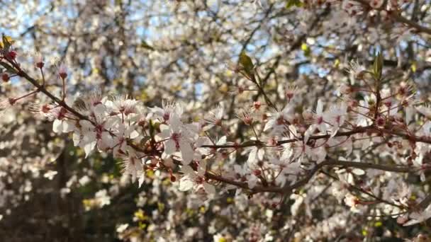 春のビデオで日光と美しいピンクの花が木の枝を咲かせます — ストック動画