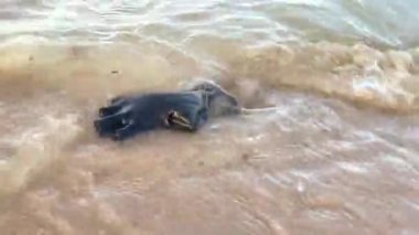 Coronavirus Covid 19 salgını sırasında deniz kıyısında yüzen eski koruyucu eldivenle okyanus plastik kirliliği kavramı