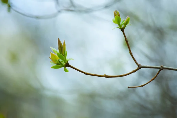 První Jaro Jemné Listy Pupeny Větve Makro Pozadí — Stock fotografie