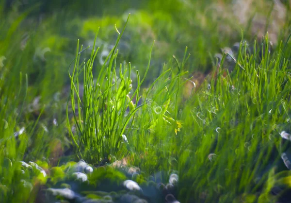 Grüne Sommergraswiese Nahaufnahme Mit Hellem Sonnenlicht Sonniger Frühlingshintergrund — Stockfoto