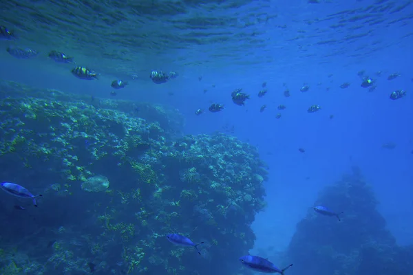 Vie Sous Marine Mer Rouge Poissons Charbons Egypte — Photo