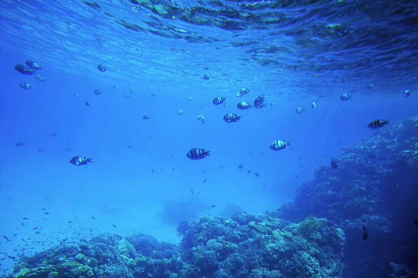 Υποβρύχια Ζωή Από Την Ερυθρά Θάλασσα Ψάρια Και Carals Αίγυπτος — Φωτογραφία Αρχείου