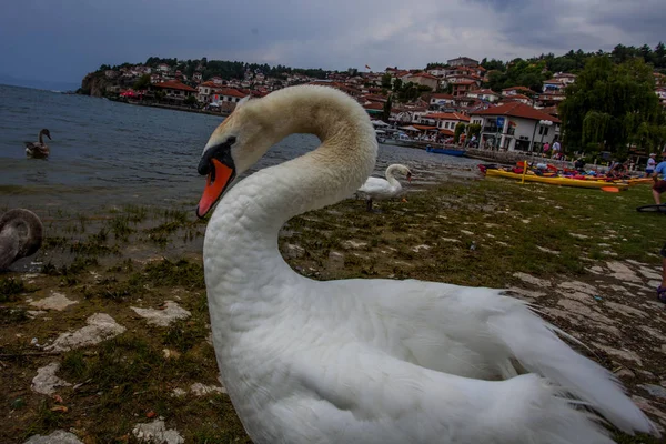 Ohri Gölü Makedonia Kuğu — Stok fotoğraf