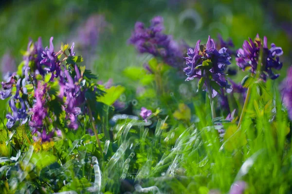 Violette Blume Grüner Sommergraswiese Nahaufnahme Mit Hellem Sonnenlicht Sonniger Frühlingshintergrund — Stockfoto