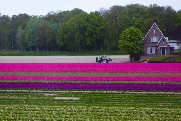 Pola Tulipanów Holandii — Zdjęcie stockowe