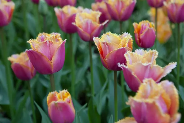 Tulipes Roses Printemps — Photo