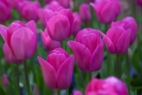 Růžové Tulipány Jaře — Stock fotografie