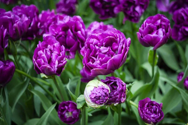 Rózsaszín Tulipánok Tavasszal — Stock Fotó