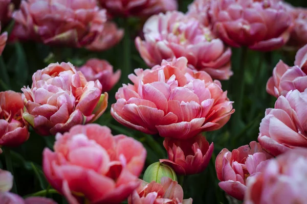 Rózsaszín Tulipánok Tavasszal — Stock Fotó