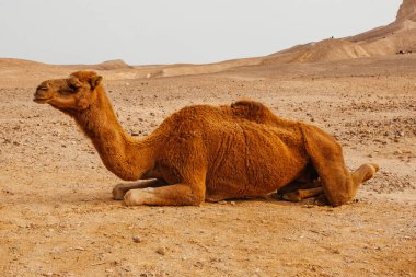 Deve İsrail, Negev Çölü'nde