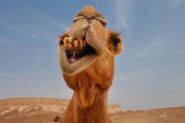 Komik deve İsrail çölünde, yakın çekim