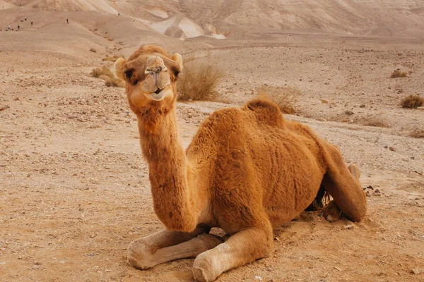 Chameau Dans Désert Israël Néguev — Photo