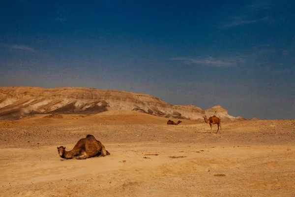 Cammello Nel Deserto Israele Negev — Foto Stock