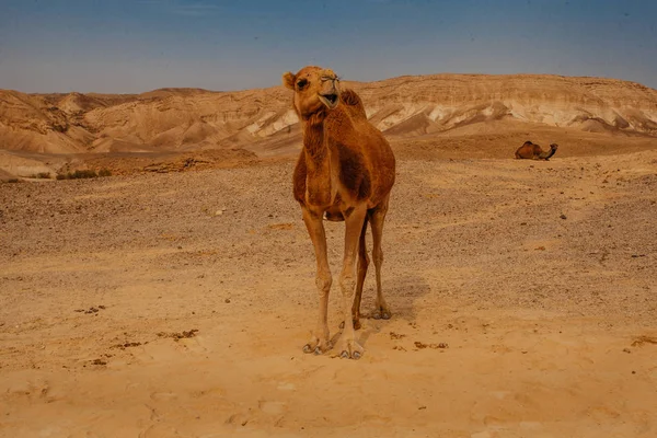 Верблюд Пустыне Израиля Негев — стоковое фото