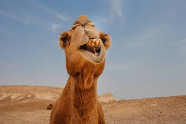 Cammello Israele Deserto Divertente Vicino — Foto Stock