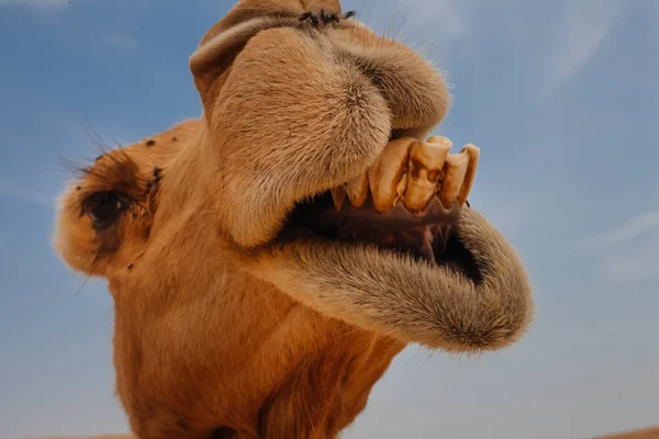 骆驼在以色列沙漠 有趣的关闭 — 图库照片
