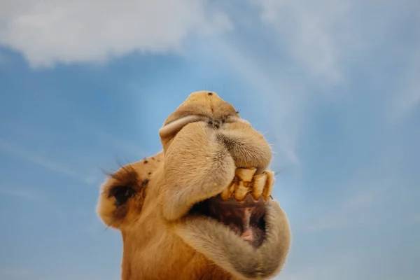 Верблюда Пустелі Ізраїлю Смішно Крупним Планом — стокове фото
