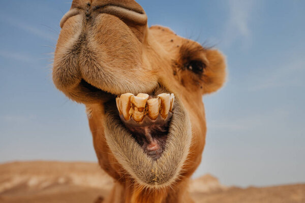 Camel in Israel desert, funny close up