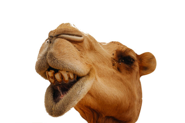 Camel funny close up, isolation on white