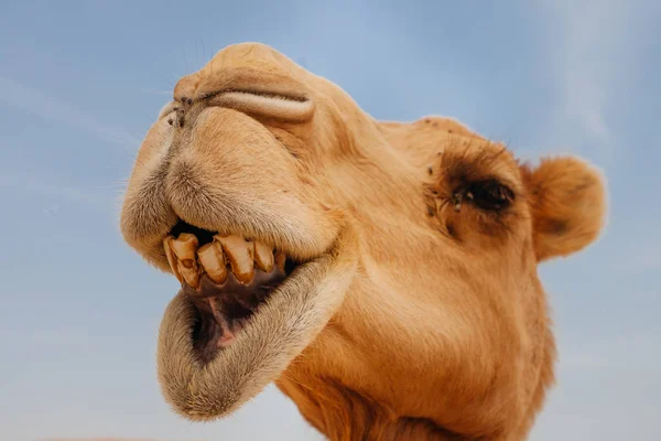骆驼在以色列沙漠 有趣的关闭 — 图库照片
