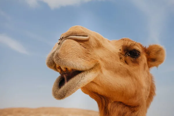 Верблюд Пустыне Израиля Смешно Крупным Планом — стоковое фото